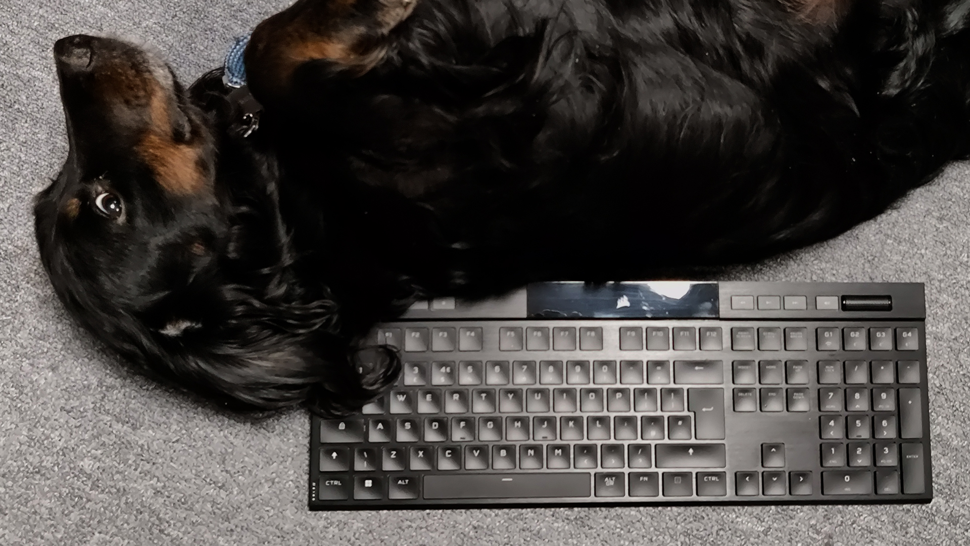 The Corsair K100 Air with doggo.