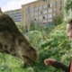 Ellie feeding a giraffe in The Last of Us on HBO