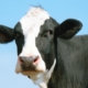 Holstein-Friesian cow, close-up