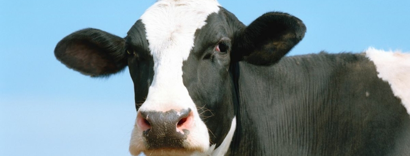 Holstein-Friesian cow, close-up