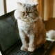 A grumpy looking cat atop a laptop.