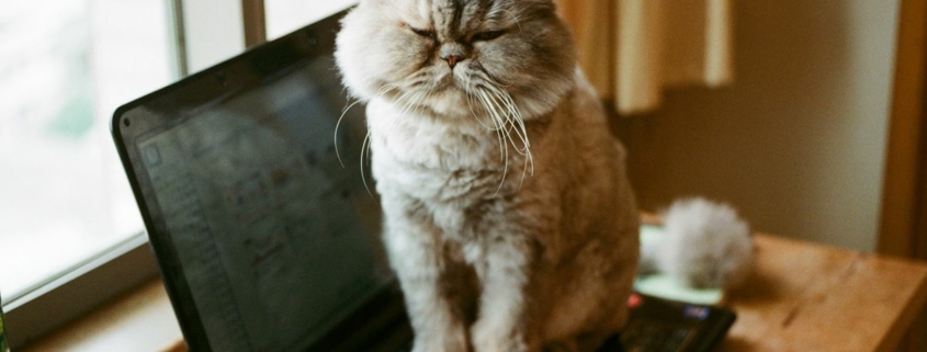 A grumpy looking cat atop a laptop.