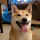 Still image of Peanut Butter the speedrunning dog from SGDQ promotional video