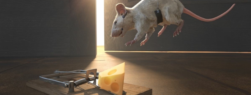 A conceptual image illustrating strategy and risk with a white mouse hanging mid-air in a harness, wearing a communication headset with earpiece and microphone being lowered towards a primed mousetrap load with Swiss cheese on a tiled floor. Light From a slightly ajar door illuminates the scene.