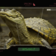 A Star Wars: Field Guide screenshot, showing a polar bear with tiger stripes.